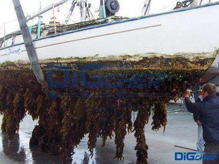 人工去除船底海(hǎi)生物
