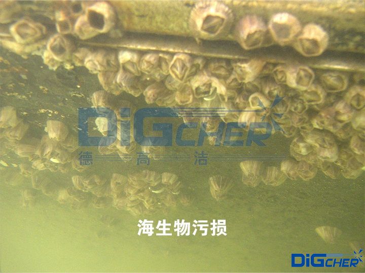 海（hǎi）生物汙損